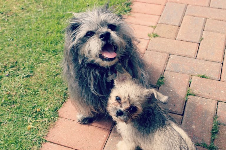 Puppy Love