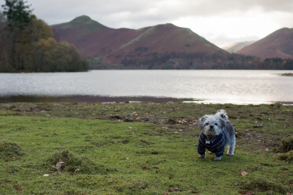 Maltese x Chihuahua in Lake District